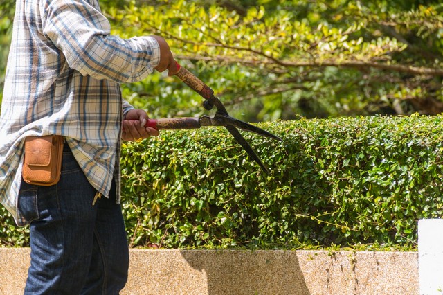 Garden Maintenance Abbey Wood, SE2